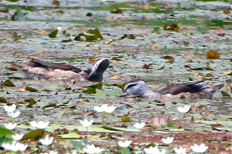 Cotton Pygmy-Goose - Roland Lo