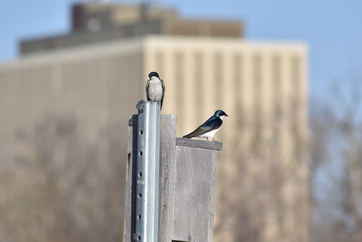 Tree Swallow - ML556986251