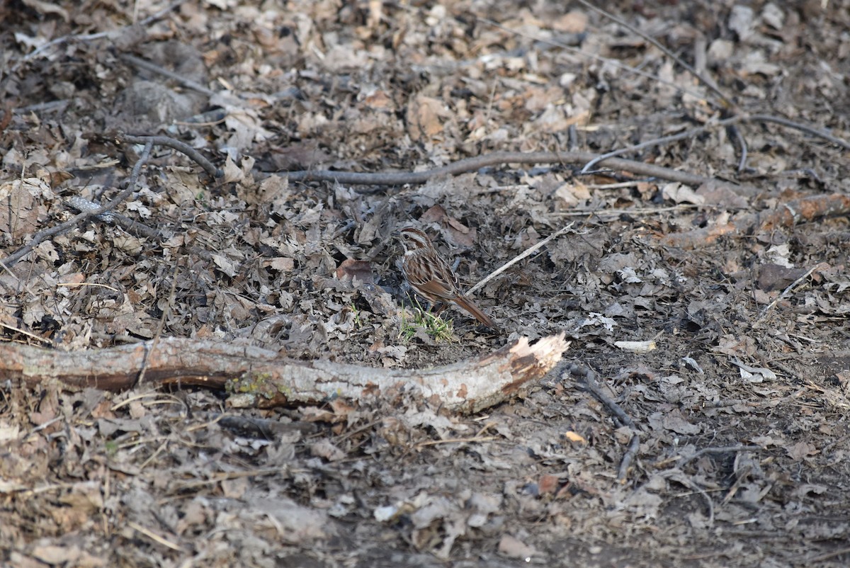 Song Sparrow - ML556986301