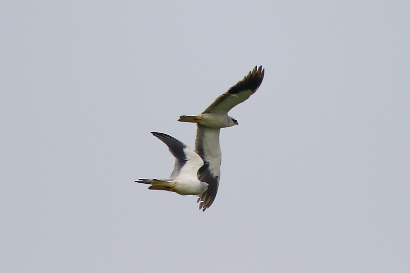 Black-winged Kite - ML55698671