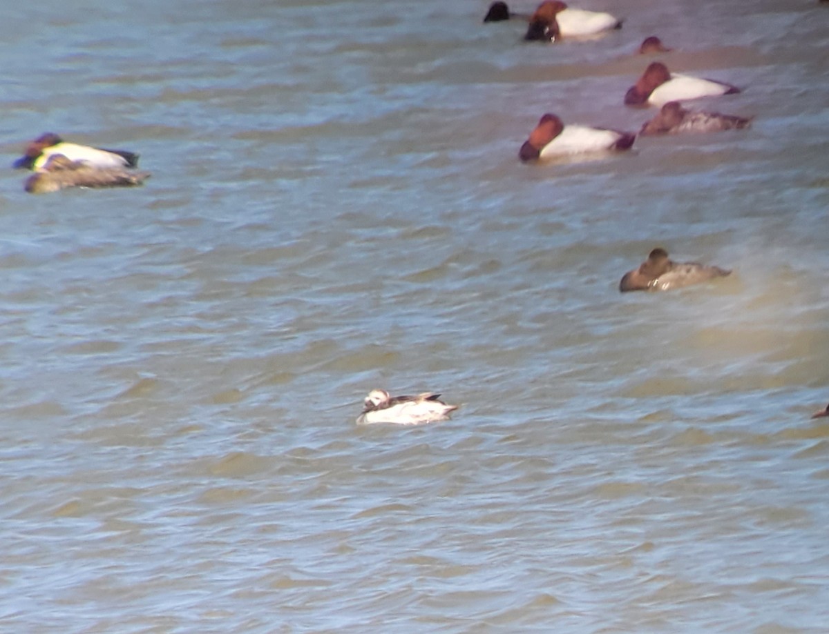 Long-tailed Duck - ML556986821