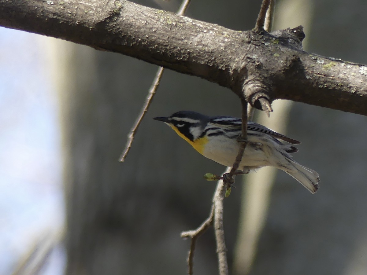 Yellow-throated Warbler - ML556987081