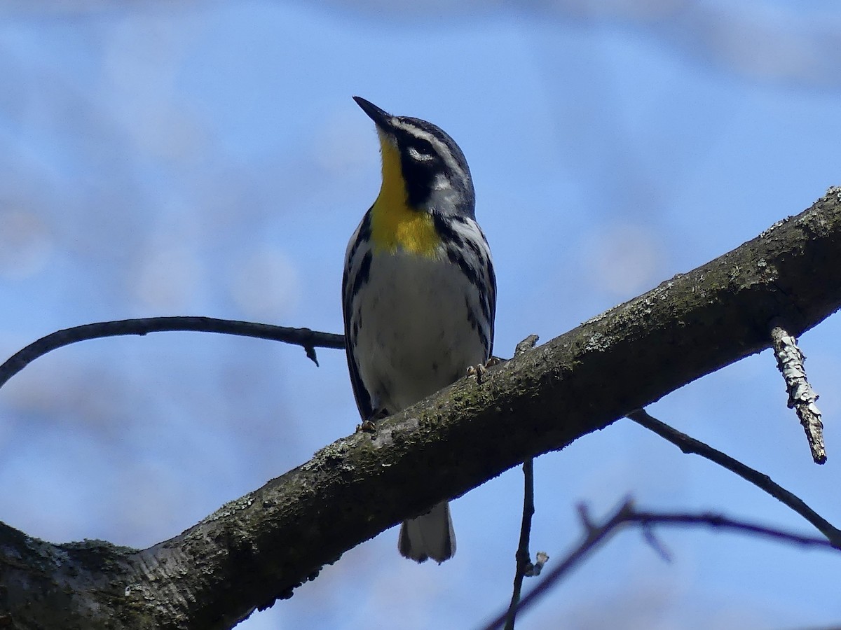 Yellow-throated Warbler - ML556987091