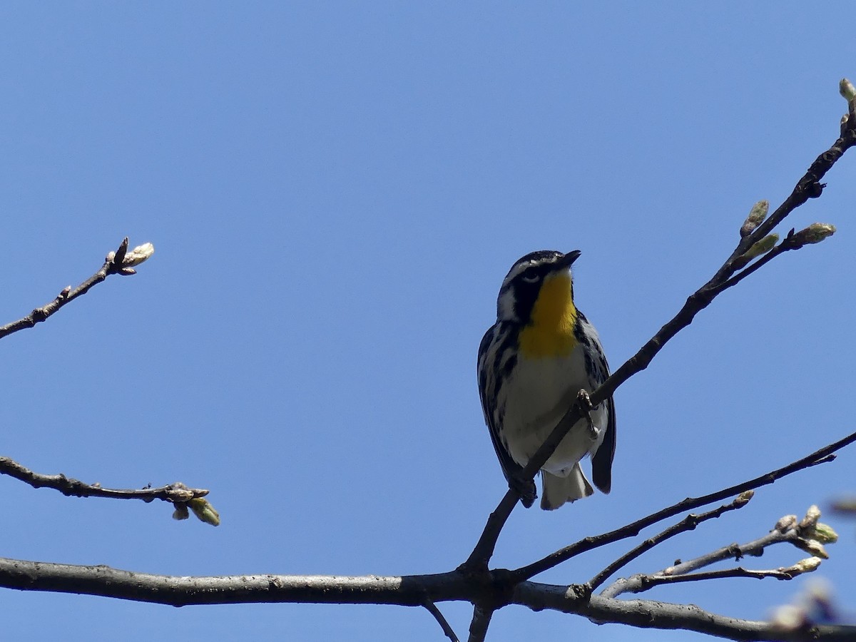 Yellow-throated Warbler - ML556987261