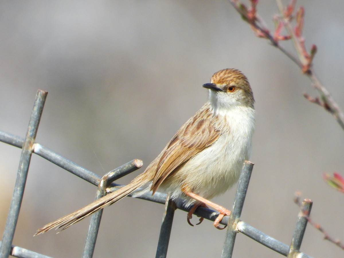 Graceful Prinia - ML556987711