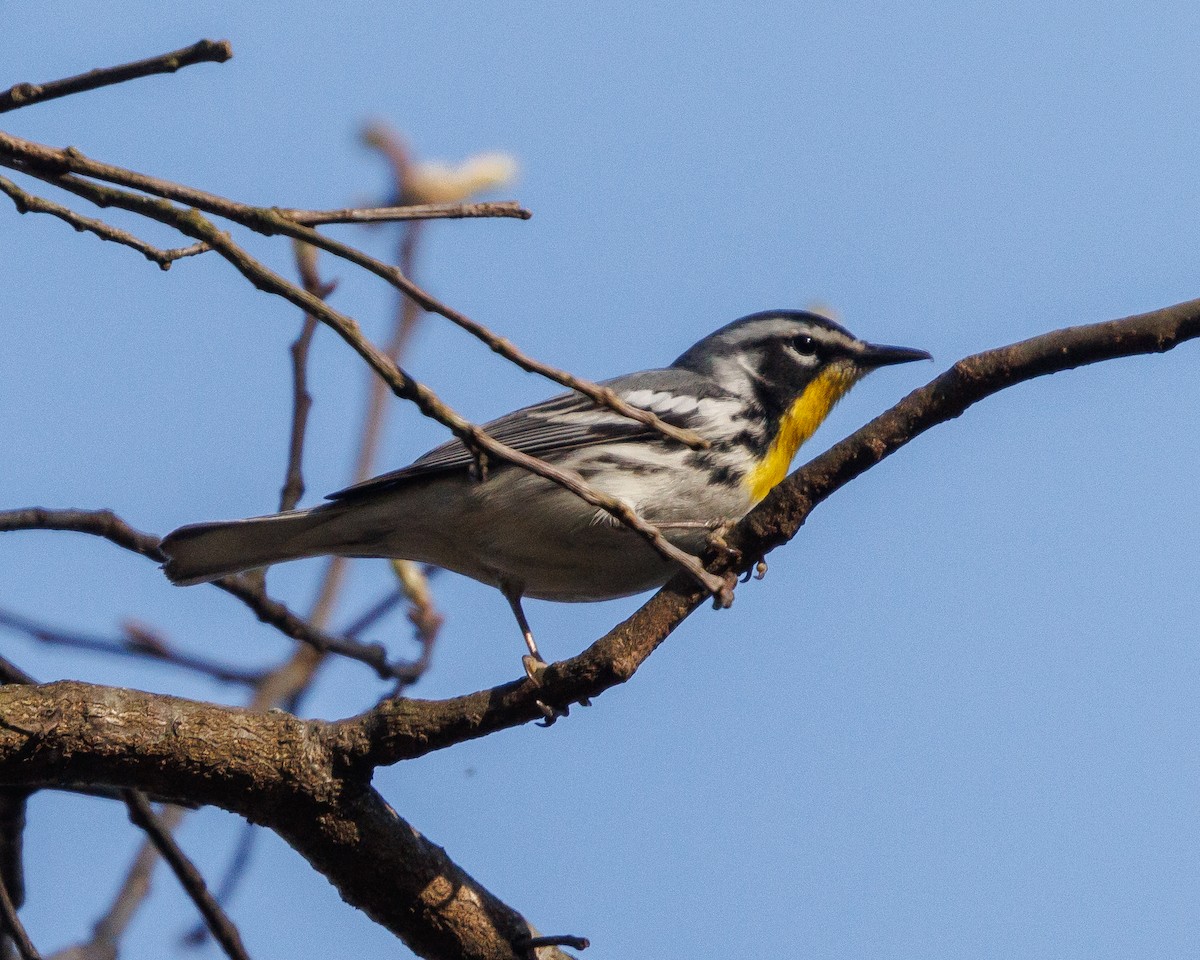 Yellow-throated Warbler - Austin Johnson
