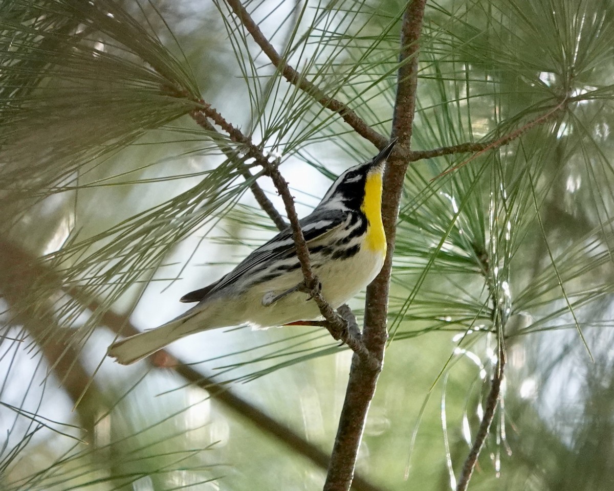 Yellow-throated Warbler - ML556988291
