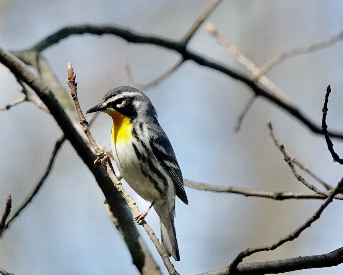 Yellow-throated Warbler - ML556988331