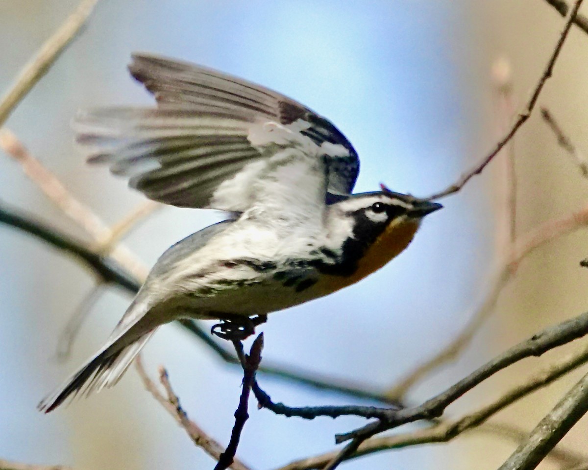 Yellow-throated Warbler - ML556988371