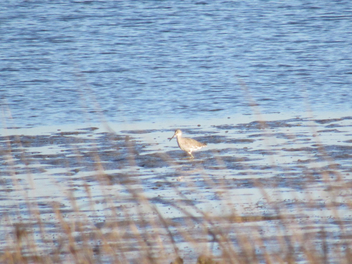 Willet - ML556988711