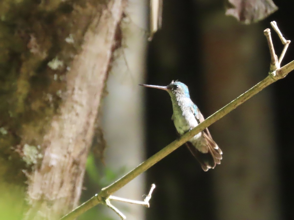 Charming Hummingbird - ML556989031