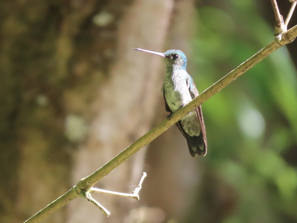 Charming Hummingbird - Marjorie Watson