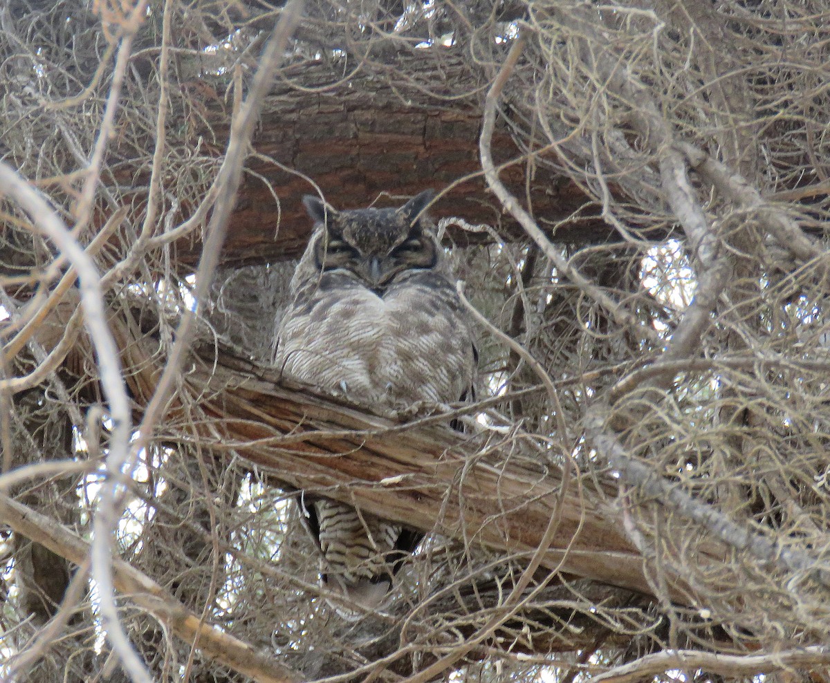 Lesser Horned Owl - Juan González Mejias