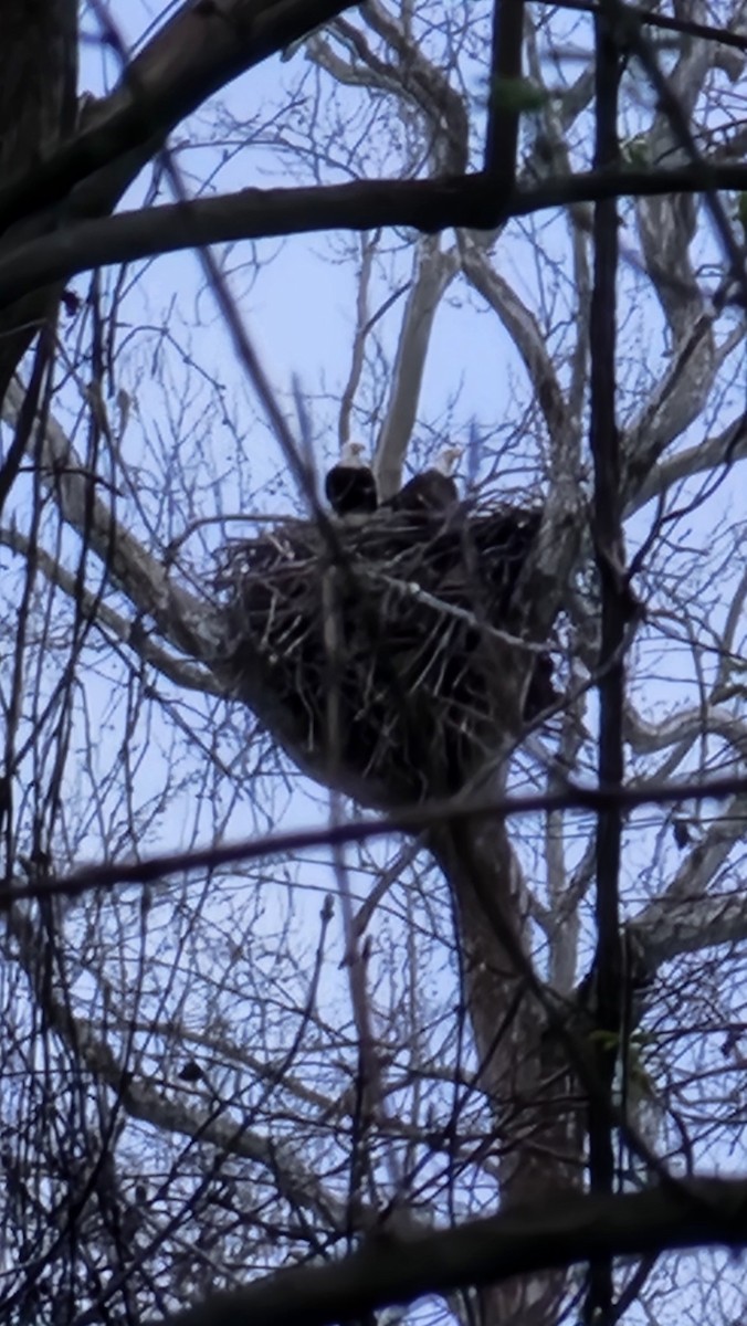 Bald Eagle - ML556990891