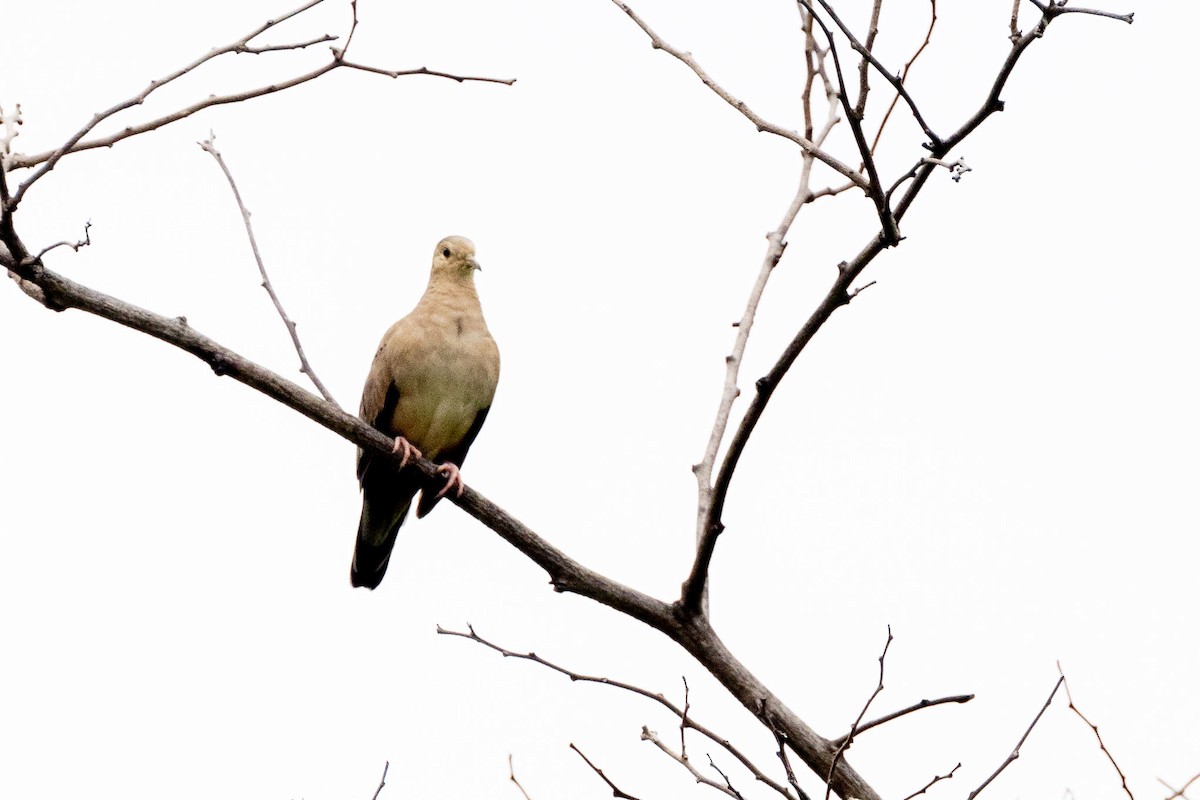 Ecuadorian Ground Dove - ML556991041