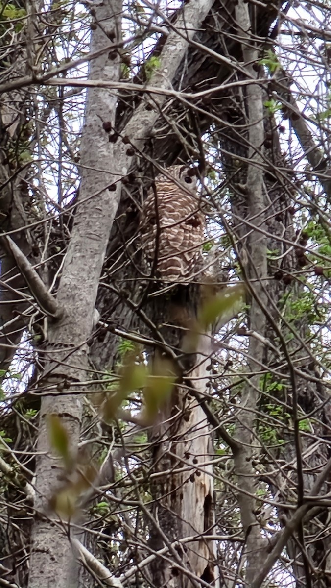 Barred Owl - ML556991071