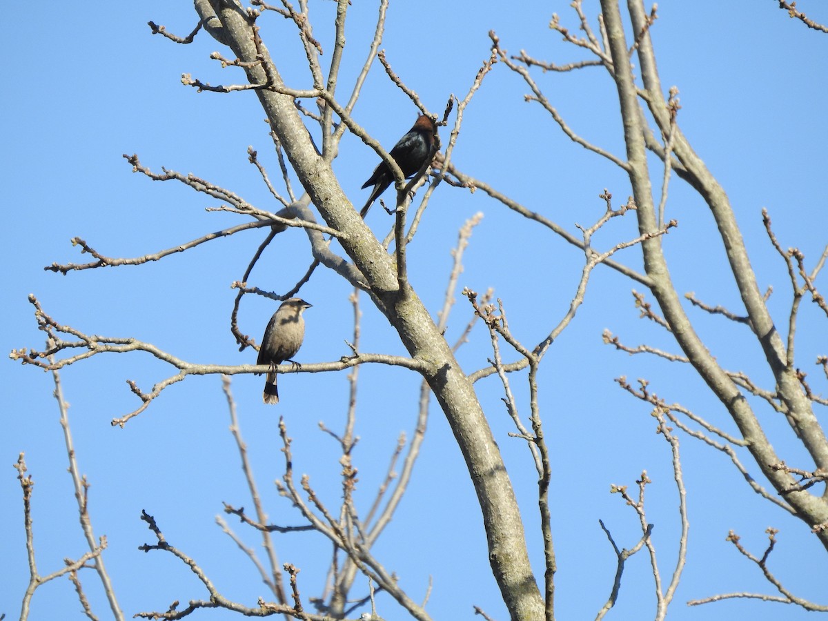 Brown-headed Cowbird - ML556991581