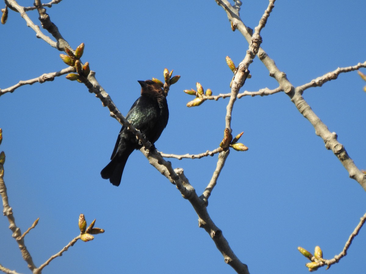 Brown-headed Cowbird - ML556991591