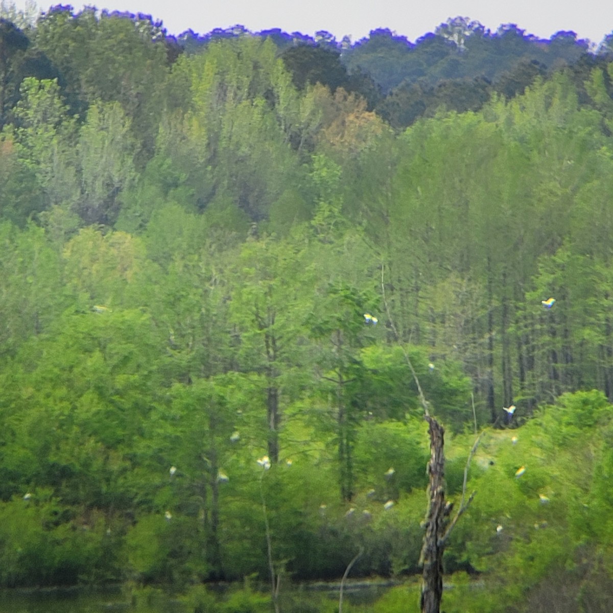 White Ibis - ML556991621