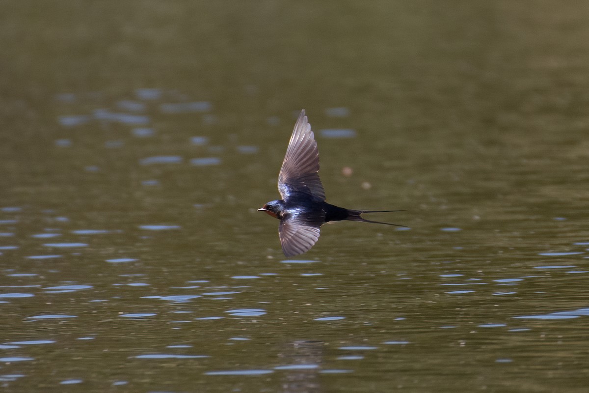 Barn Swallow - ML556991641