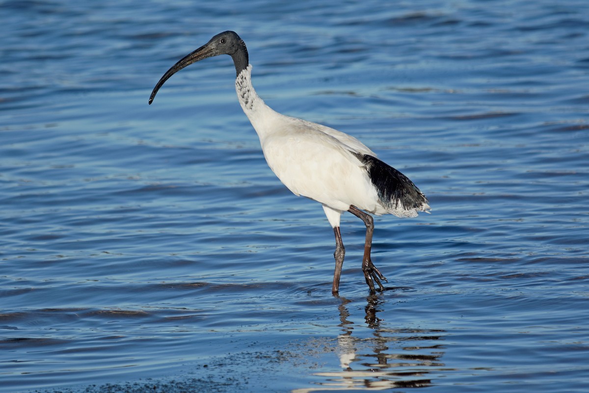 Australian Ibis - Geoffrey Groom