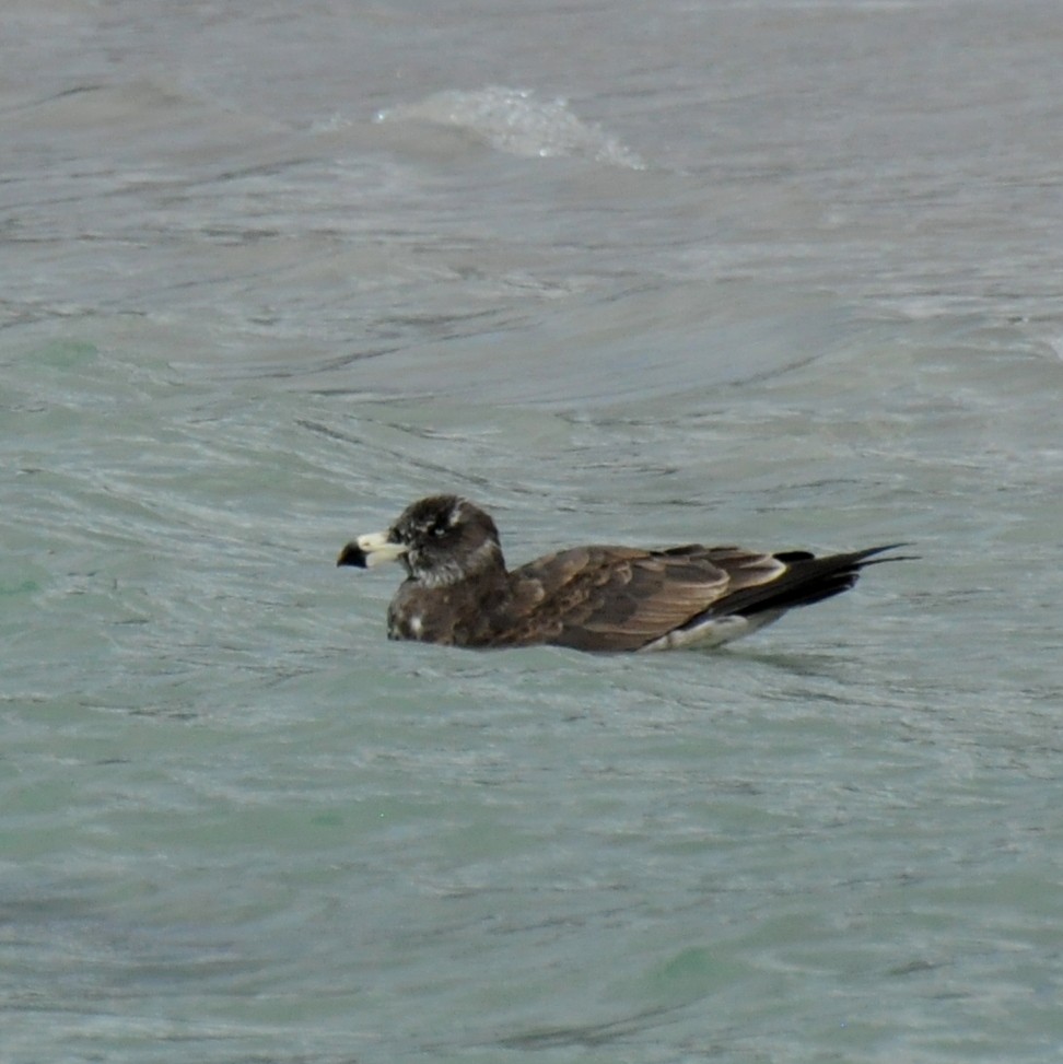 Pacific Gull - Diana Flora Padron Novoa