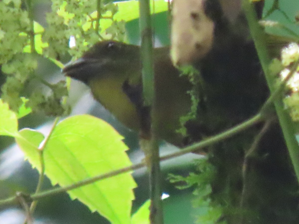 Ochre-breasted Tanager - ML556992751