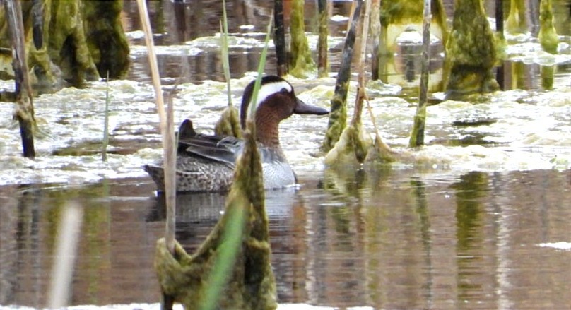 Garganey - ML556994401