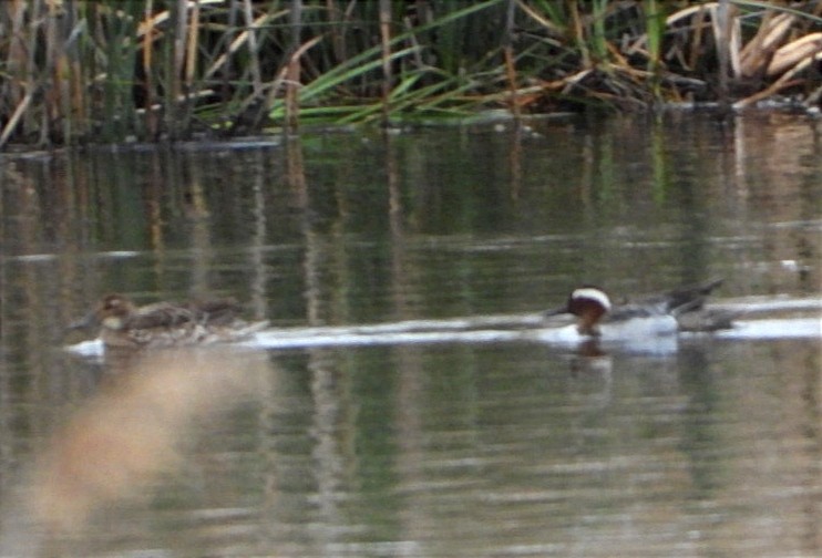 Garganey - ML556994531