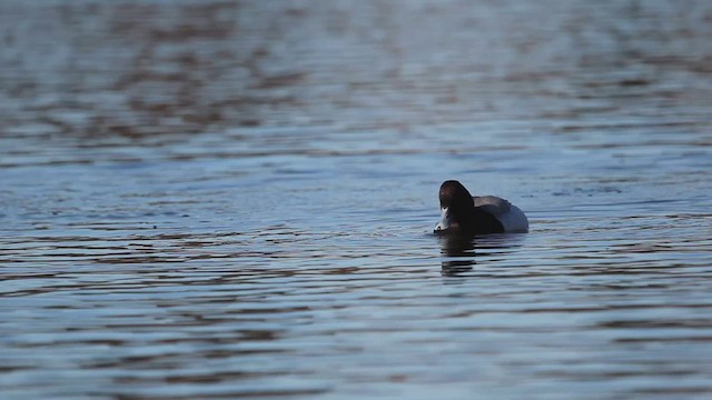 Lesser Scaup - ML556995301