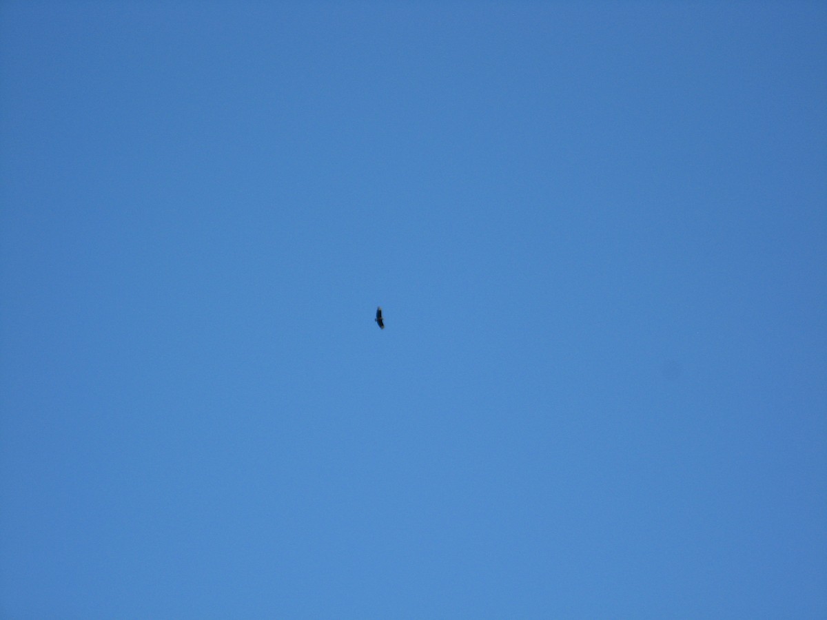 Black Vulture - ML556995441