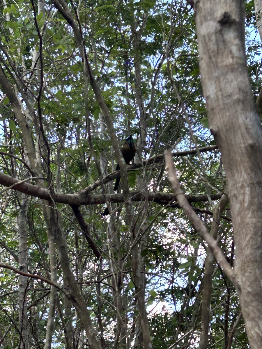Turquoise-browed Motmot - ML556995491