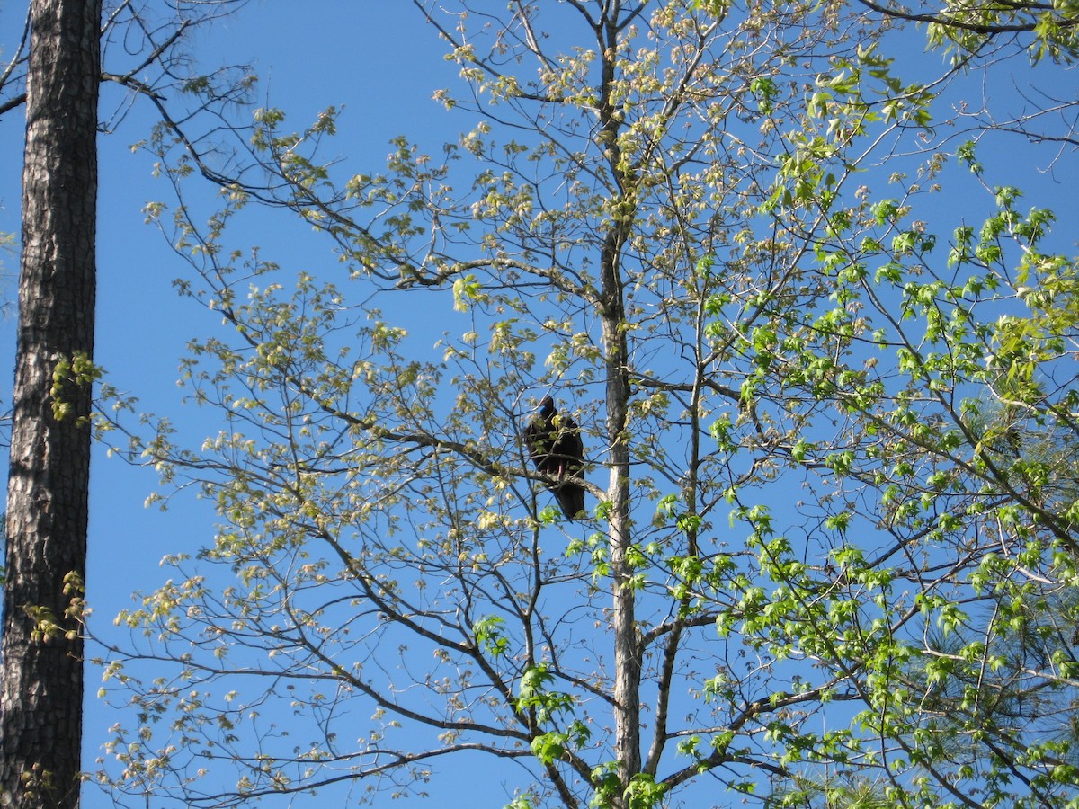 Turkey Vulture - ML556995701