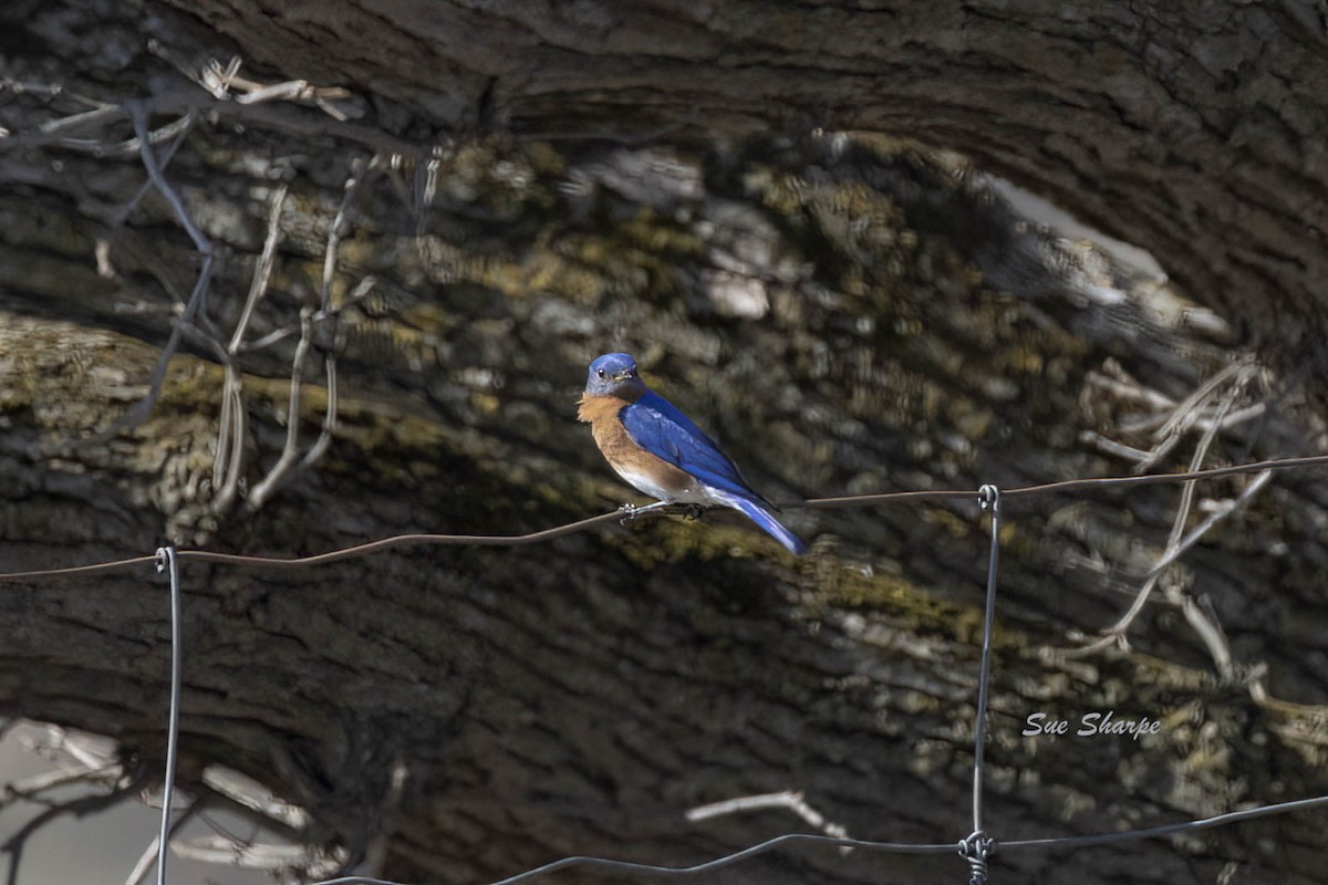 Eastern Bluebird - ML556995721