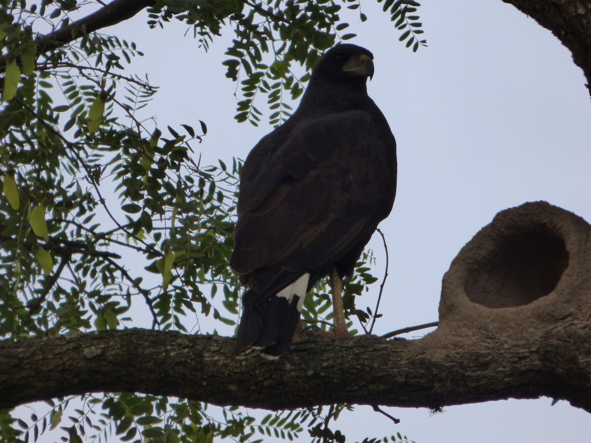 Great Black Hawk - Pablo Hernan Capovilla