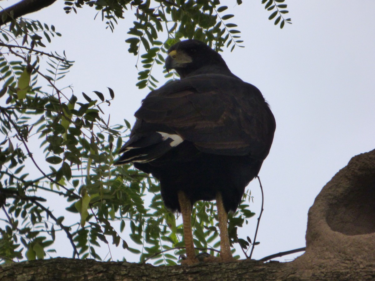 Great Black Hawk - Pablo Hernan Capovilla