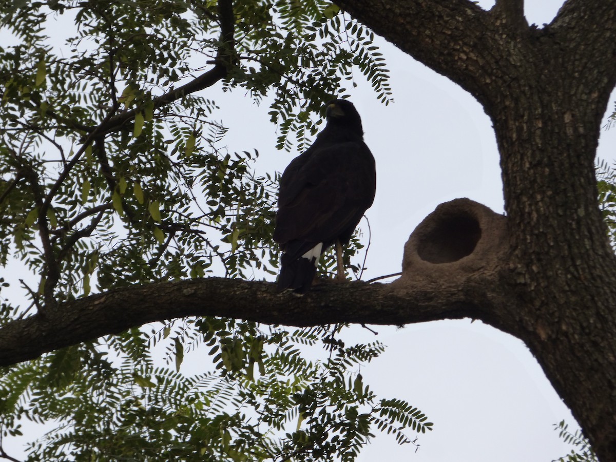 Great Black Hawk - ML556996231