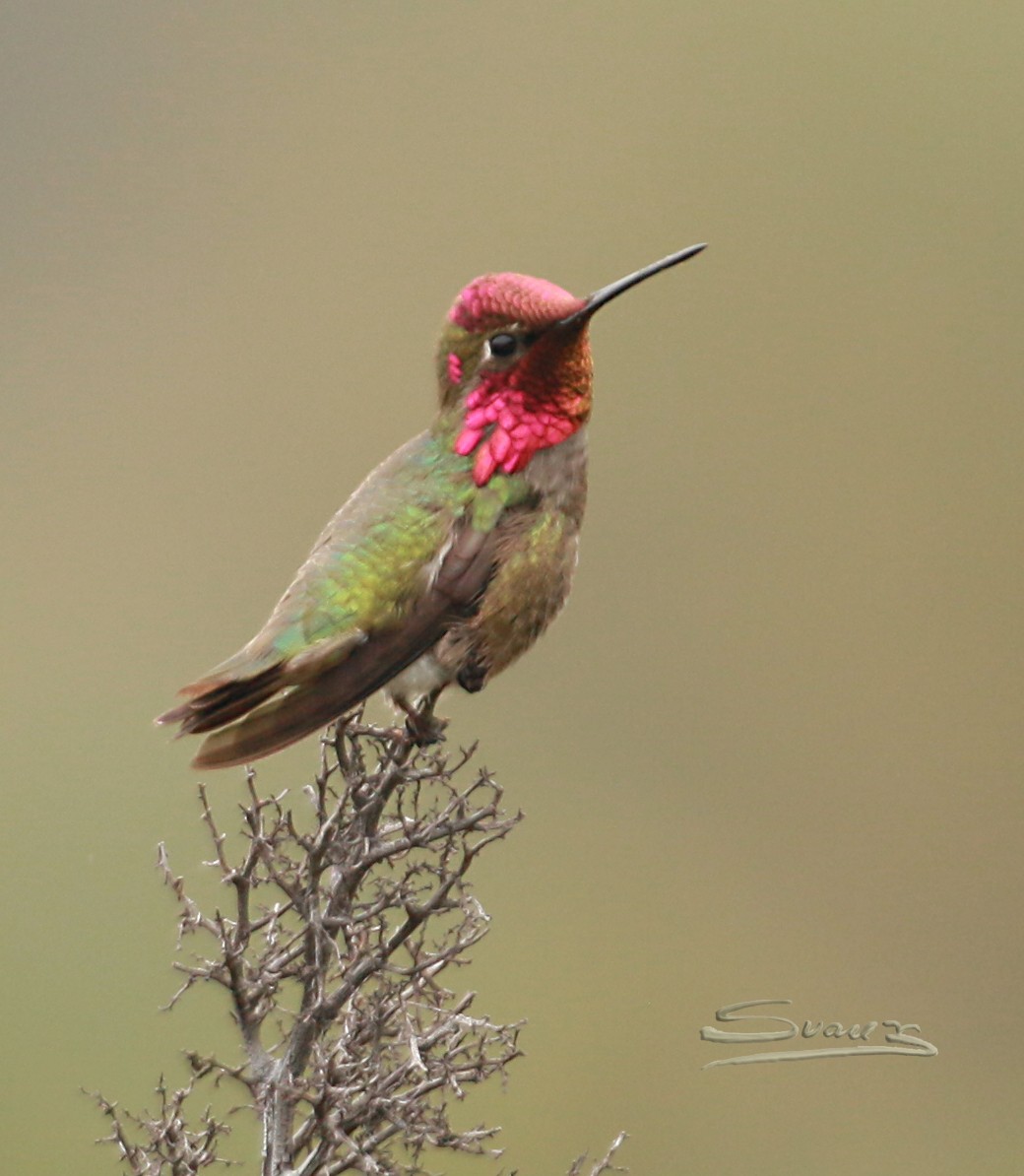 Anna's Hummingbird - Karen Suarez