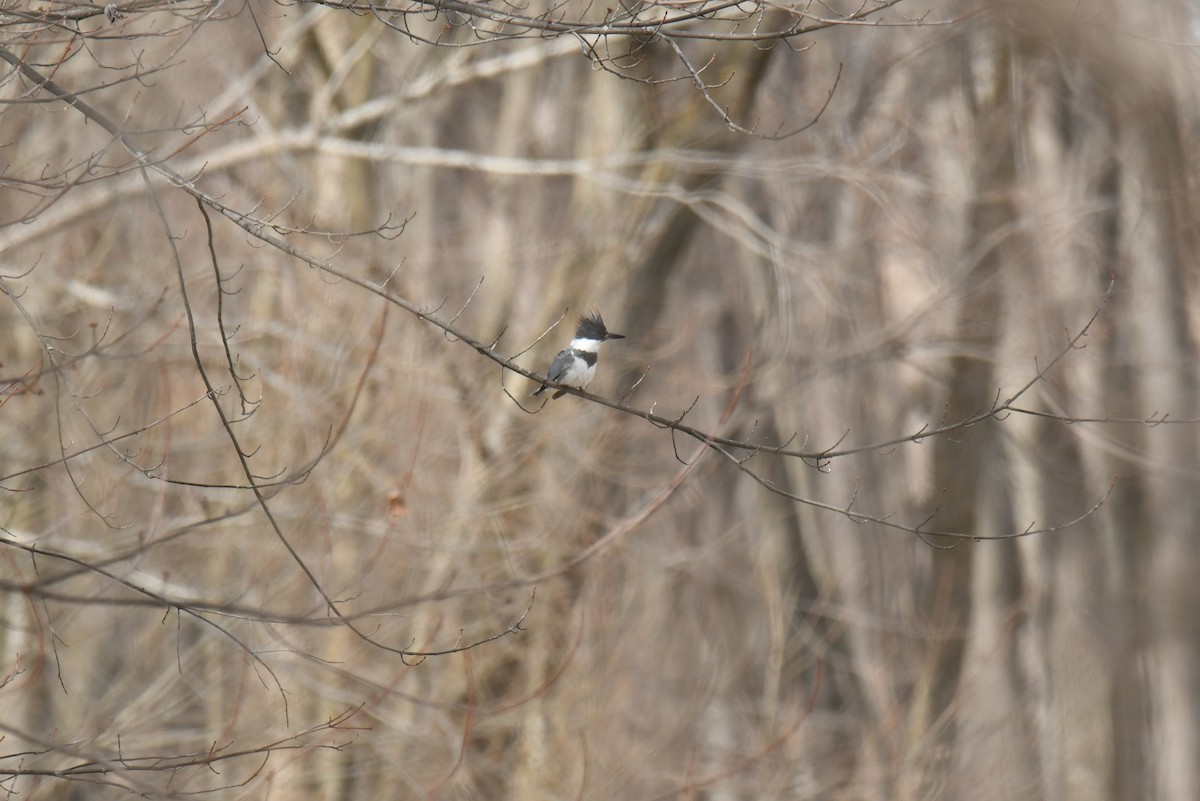 Belted Kingfisher - ML556996941