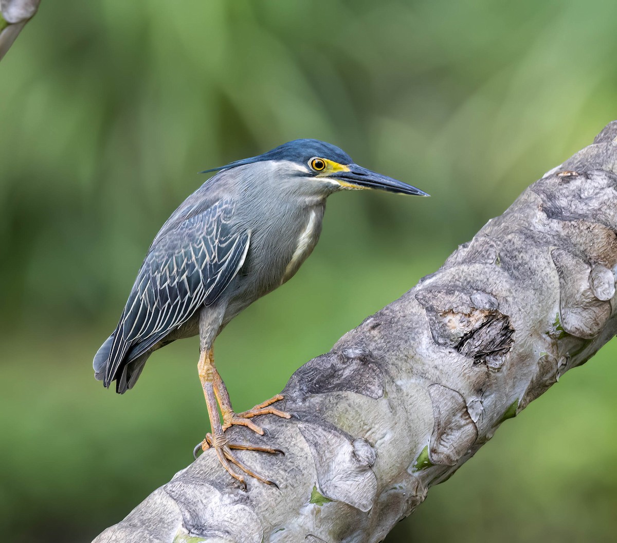 Striated Heron - ML556997341