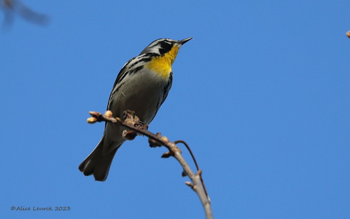Yellow-throated Warbler - ML556997411