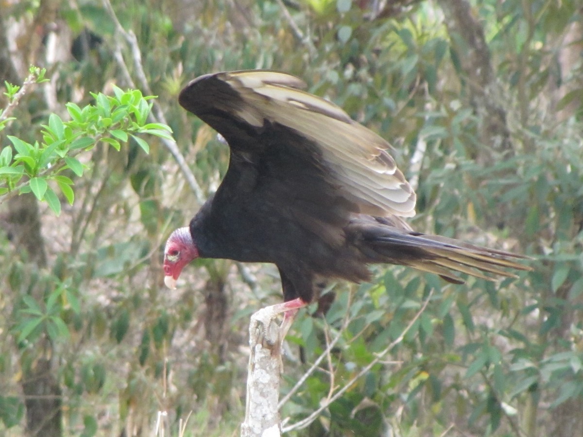 Turkey Vulture - ML55699771