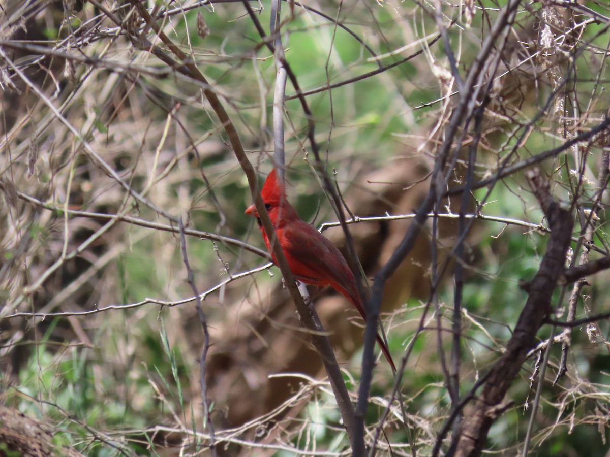 Northern Cardinal/Pyrrhuloxia - John Kugler