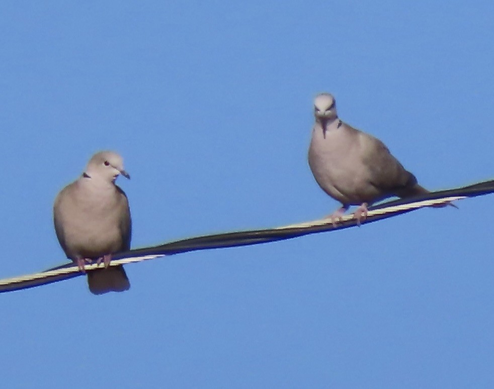 Eurasian Collared-Dove - Charlotte (Charlie) Sartor