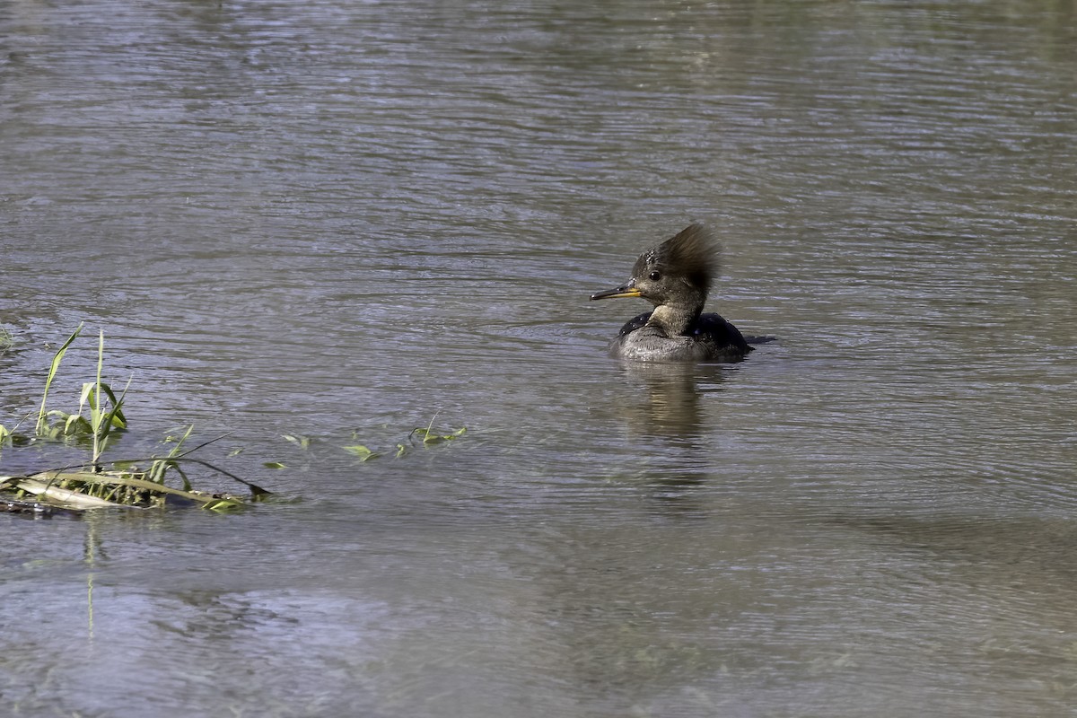 Hooded Merganser - ML556999951