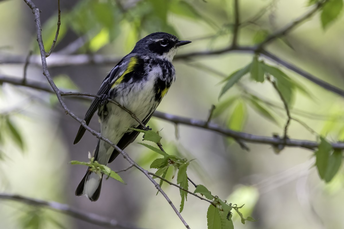 Yellow-rumped Warbler - ML557000041