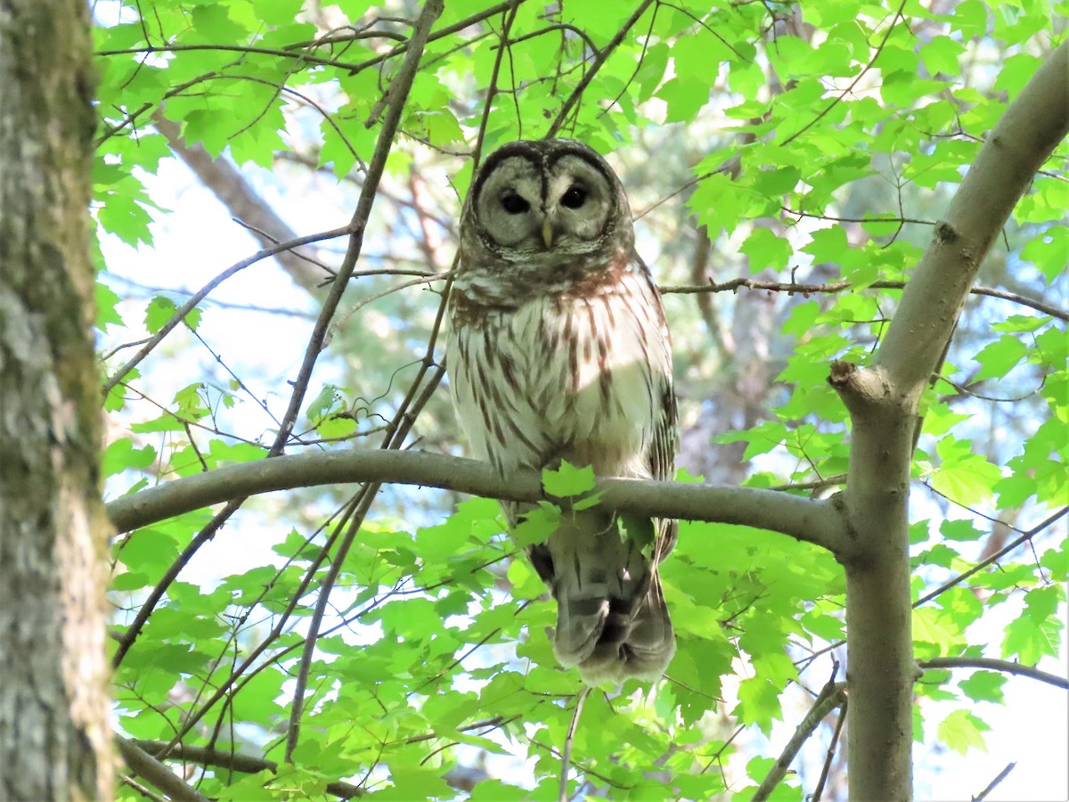 Barred Owl - ML557001151
