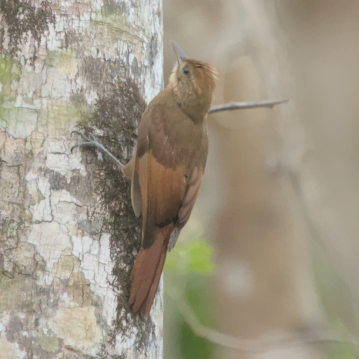 Tawny-winged Woodcreeper - Manuel Morales