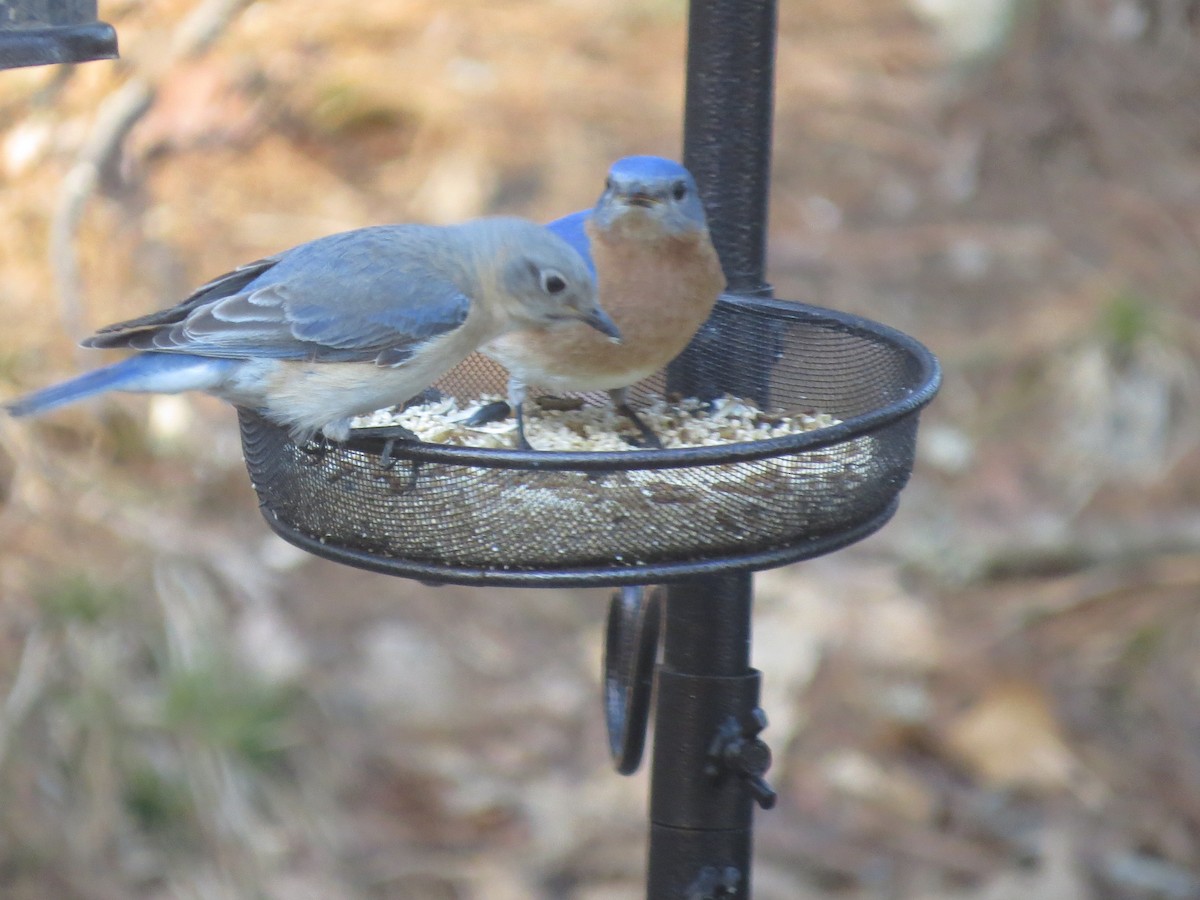 Eastern Bluebird - ML557002371