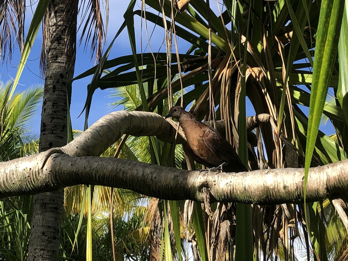 Polynesian Ground Dove - ML557002451